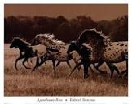 appaloosa3