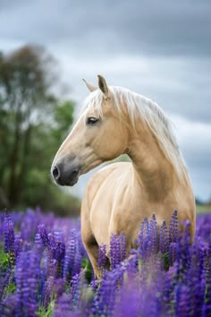 horse15