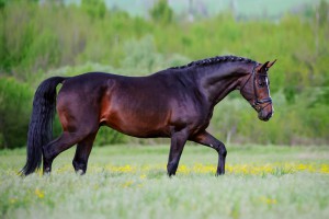 horse18