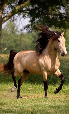 horse21