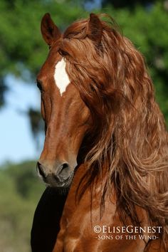 horse2