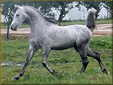 horse25