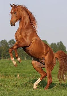 horse27