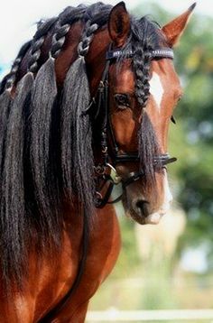 horse30