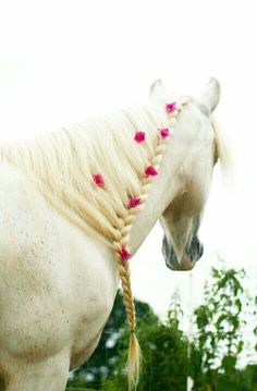 horse33