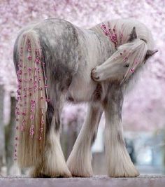 horse36