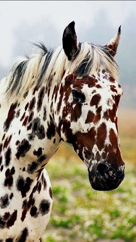horse38