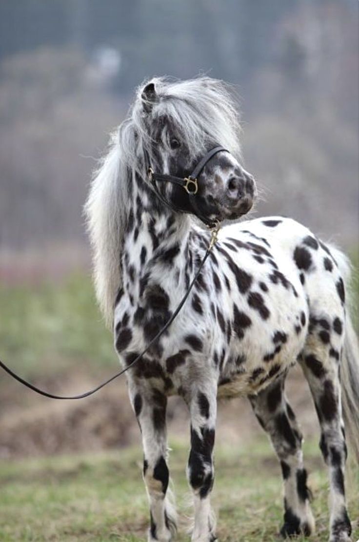 horse1