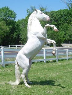 horse10
