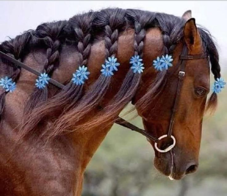 horse13