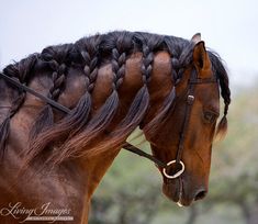 horse16