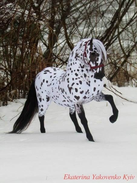horse19