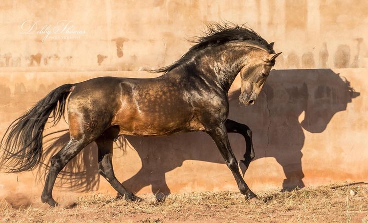 horse22