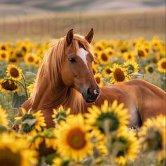horse26