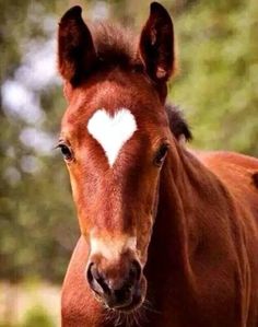horse28