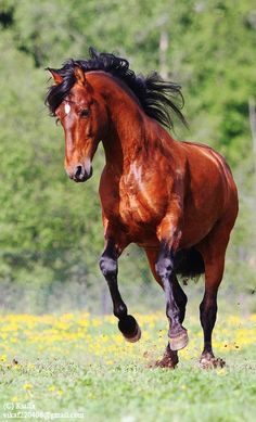 horse34