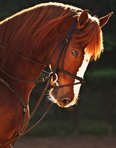 horse37