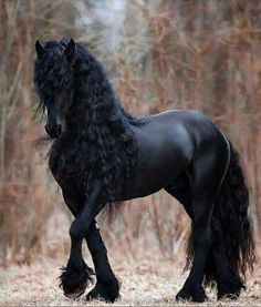 horse39