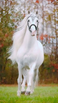 horse8