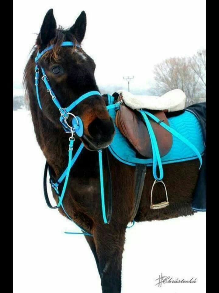 horse14