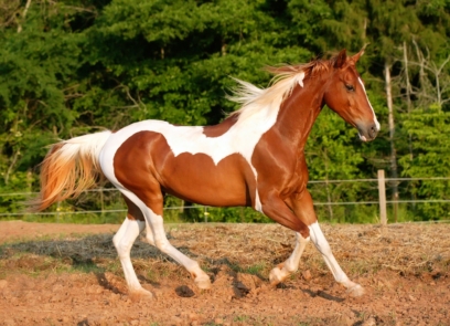 horse-38-408x295