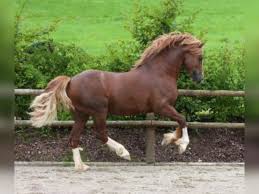 horse20