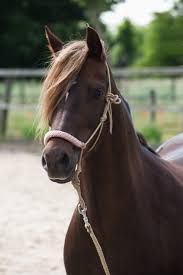 horse17