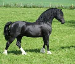 horse24