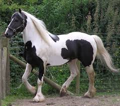 waleský cob