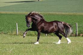 horse29
