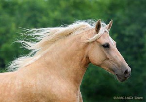 horse32