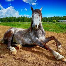 horse35