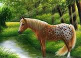appaloosa4