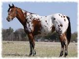 appaloosa2