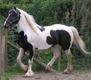 walesky-cob.jpg