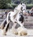 kon-irsky-cob