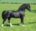 wales cob