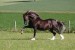 welsh cob