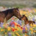 horse3
