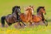 horse4
