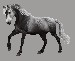 horse5