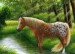 appaloosa4