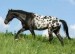 appaloosa1